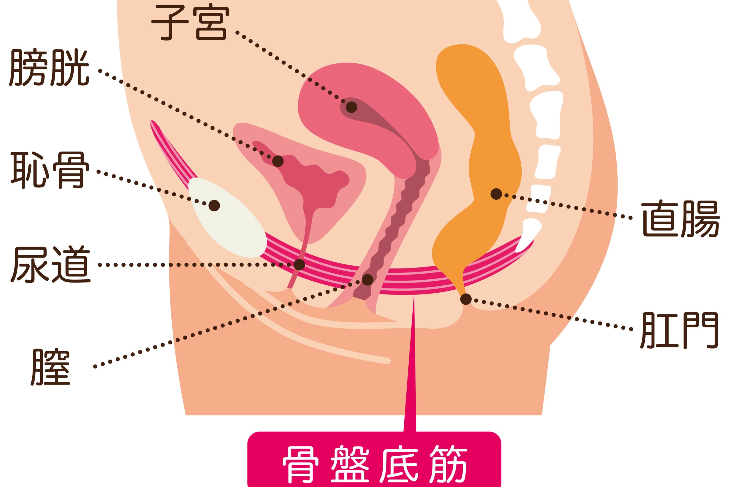 骨盤底筋群のイメージ画像